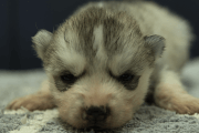 シベリアンハスキーの子犬202202037