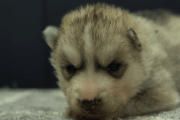 シベリアンハスキーの子犬202202032