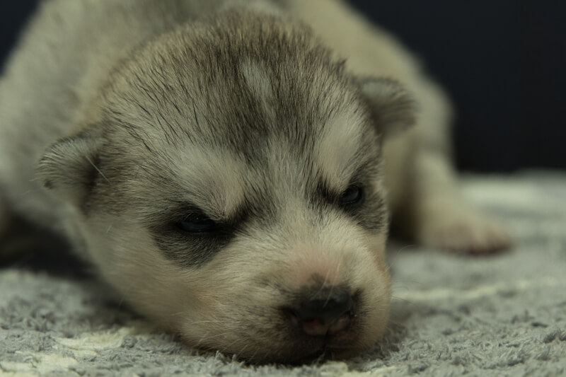 シベリアンハスキーの子犬の写真202202033 2月23日現在