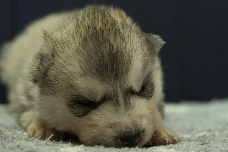 シベリアンハスキーの子犬の写真202202034 2月23日現在