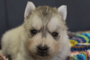 シベリアンハスキーの子犬202202035