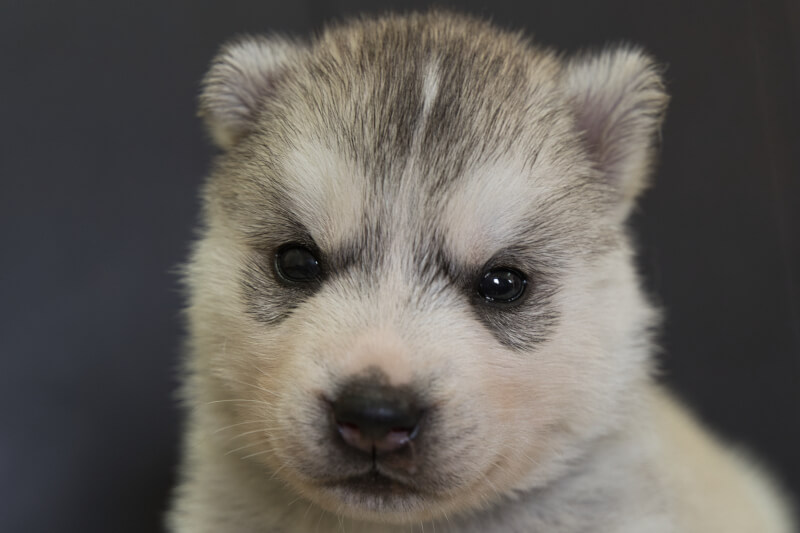 シベリアンハスキーの子犬の写真202202033 3月2日現在