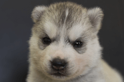シベリアンハスキーの子犬202202033