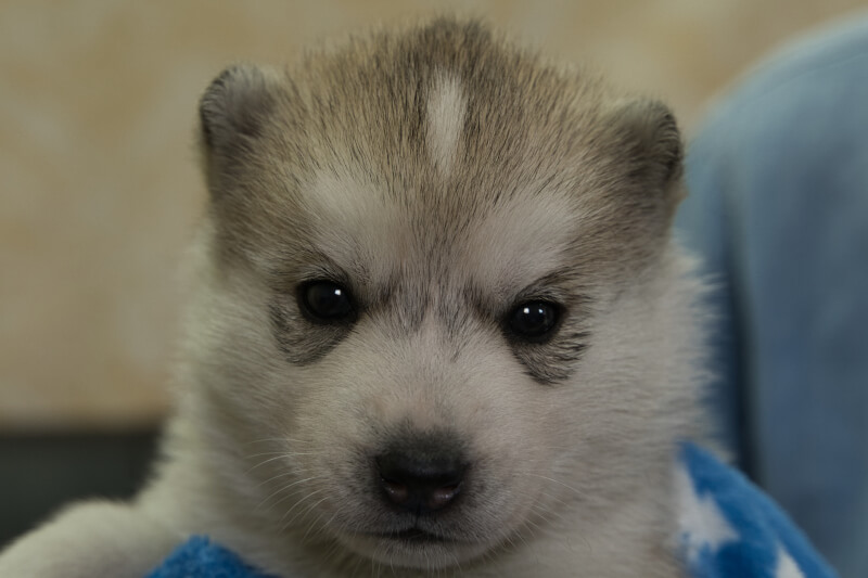 シベリアンハスキーの子犬の写真202204052 4月30日現在