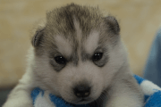 シベリアンハスキーの子犬202204051