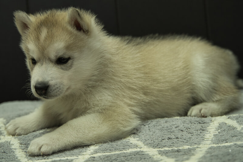 シベリアンハスキーの子犬の写真202204052-2 5月9日現在