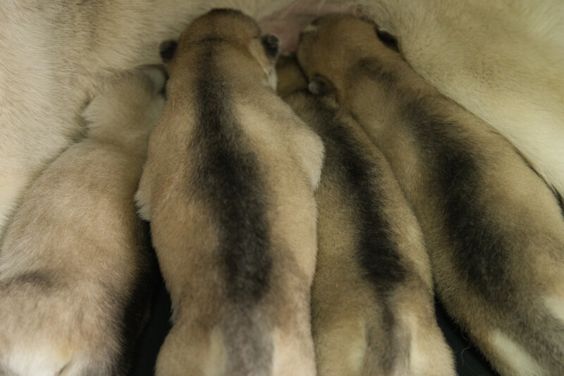 2022年11月5日生まれのシベリアンハスキー子犬の写真