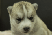 シベリアンハスキーの子犬202211054