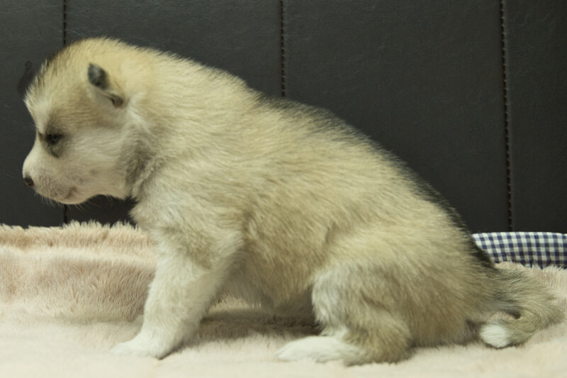 シベリアンハスキーの子犬の写真202211054-2 11月23日現在