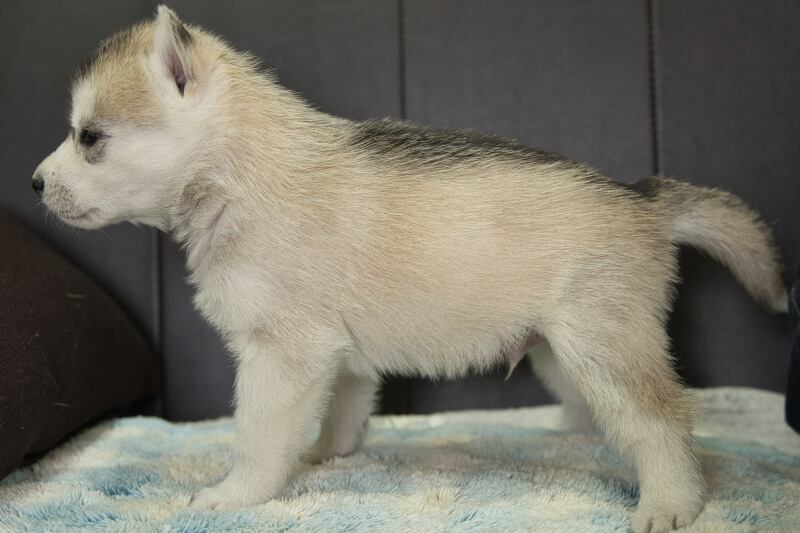 シベリアンハスキーの子犬の写真202211051-2 12月1日現在