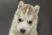 シベリアンハスキーの子犬202211052