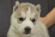 シベリアンハスキーの子犬202211053