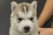シベリアンハスキーの子犬202211051