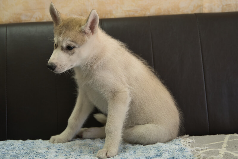 シベリアンハスキーの子犬の写真202211051-2 1月12日現在