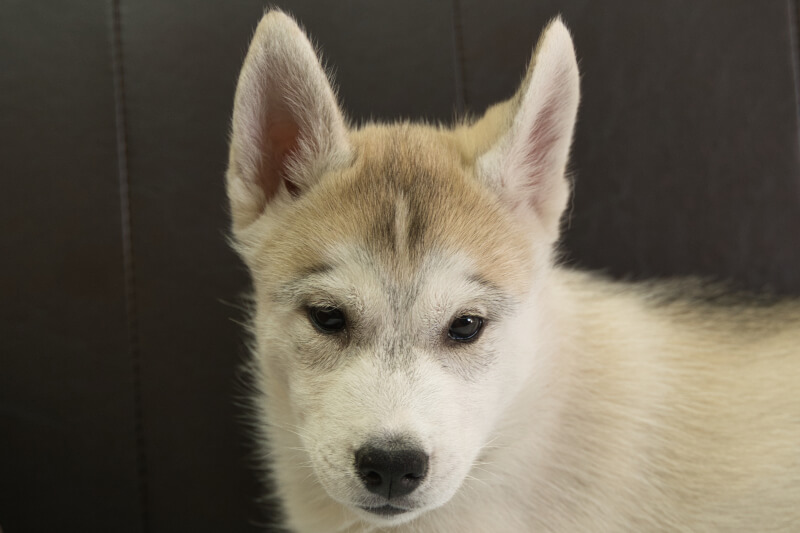 シベリアンハスキーの子犬の写真202211052 1月12日現在