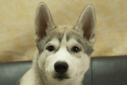 シベリアンハスキーの子犬202211052