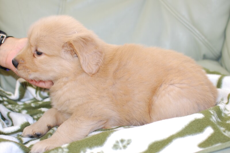 ゴールデンレトリーバーの子犬の写真201804174-2 5月24日現在