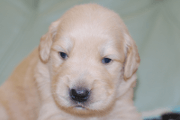 ゴールデンレトリーバーの子犬201805172