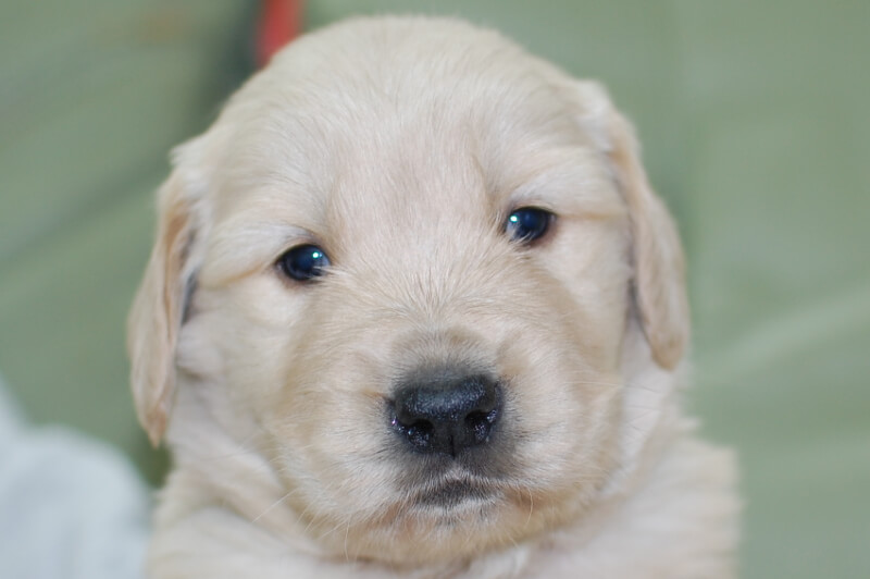 ゴールデンレトリーバーの子犬の写真201901243 2月19日現在