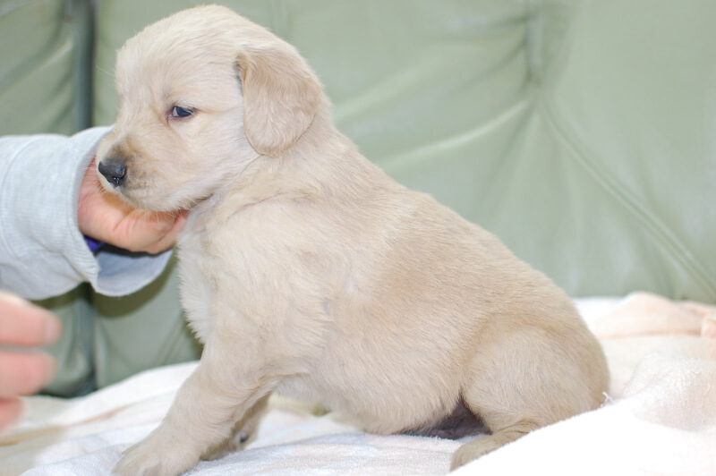 ゴールデンレトリーバーの子犬の写真201901243-2 2月19日現在