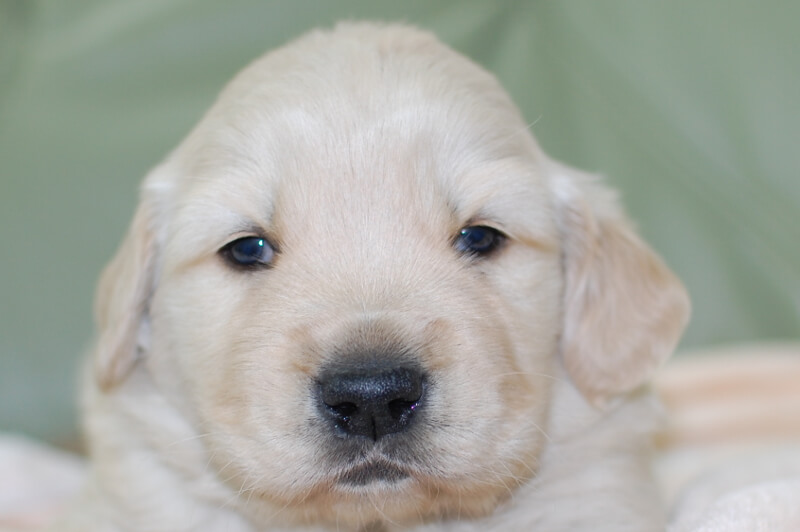 ゴールデンレトリーバーの子犬の写真201901241 2月19日現在
