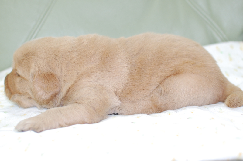 ゴールデンレトリーバーの子犬の写真201903291-2 4月20日現在