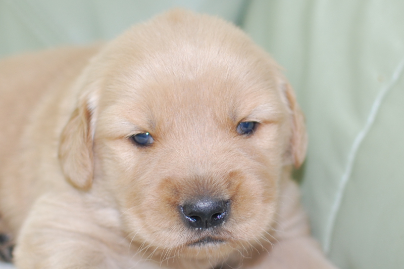 ゴールデンレトリーバーの子犬の写真201903291 4月20日現在