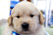 ゴールデンレトリーバーの子犬201903293