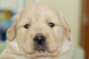 ゴールデンレトリーバーの子犬201903294