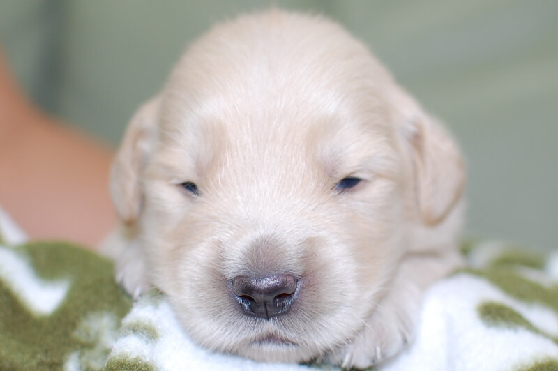 ゴールデンレトリーバーの子犬の写真201905241 6月8日現在