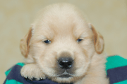 ゴールデンレトリーバーの子犬201905243