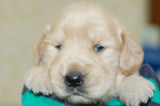 ゴールデンレトリーバーの子犬201905244