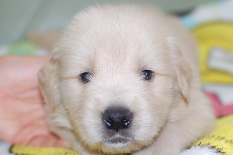 ゴールデンレトリーバーの子犬の写真201905242 6月22日現在