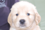 ゴールデンレトリーバーの子犬201905246
