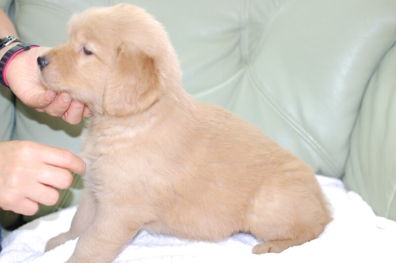 ゴールデンレトリーバーの子犬の写真201905232-2 7月1日現在