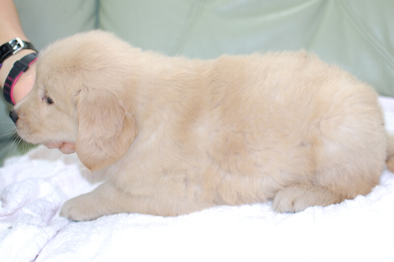 ゴールデンレトリーバーの子犬の写真201905233-2 7月1日現在