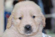 ゴールデンレトリーバーの子犬201905241