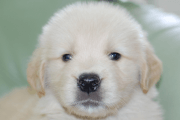 ゴールデンレトリーバーの子犬201905242