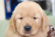 ゴールデンレトリーバーの子犬201905231