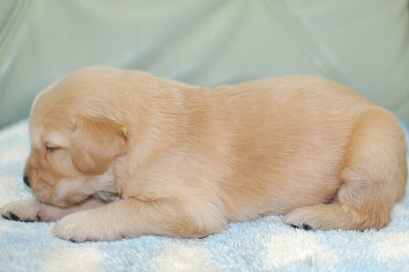 ゴールデンレトリーバーの子犬の写真202006184-2 7月5日現在