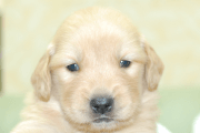 ゴールデンレトリーバーの子犬202006186