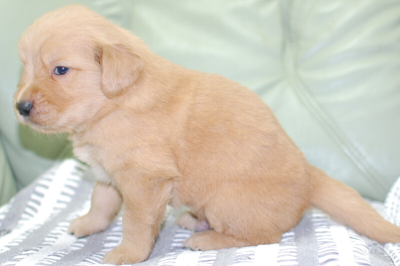 ゴールデンレトリーバーの子犬の写真202006182-2 7月14日現在