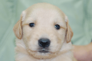 ゴールデンレトリーバーの子犬202006184