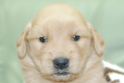 ゴールデンレトリーバーの子犬202006185