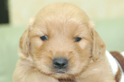 ゴールデンレトリーバーの子犬202006181