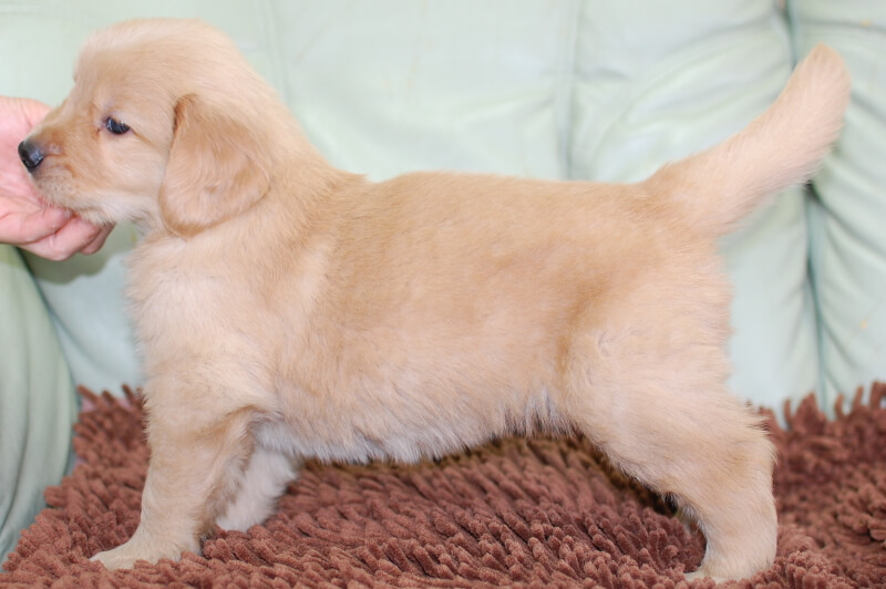 ゴールデンレトリーバーの子犬の写真202006183-2 7月24日現在
