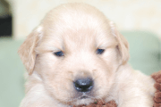 ゴールデンレトリーバーの子犬202006262