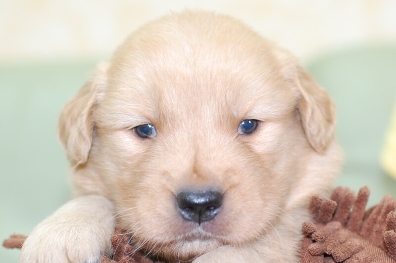 ゴールデンレトリーバーの子犬の写真202006263 7月24日現在