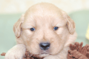 ゴールデンレトリーバーの子犬202006263