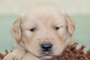 ゴールデンレトリーバーの子犬202006264